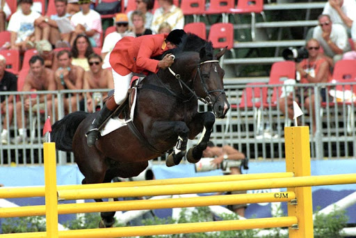 Warmblood Horses